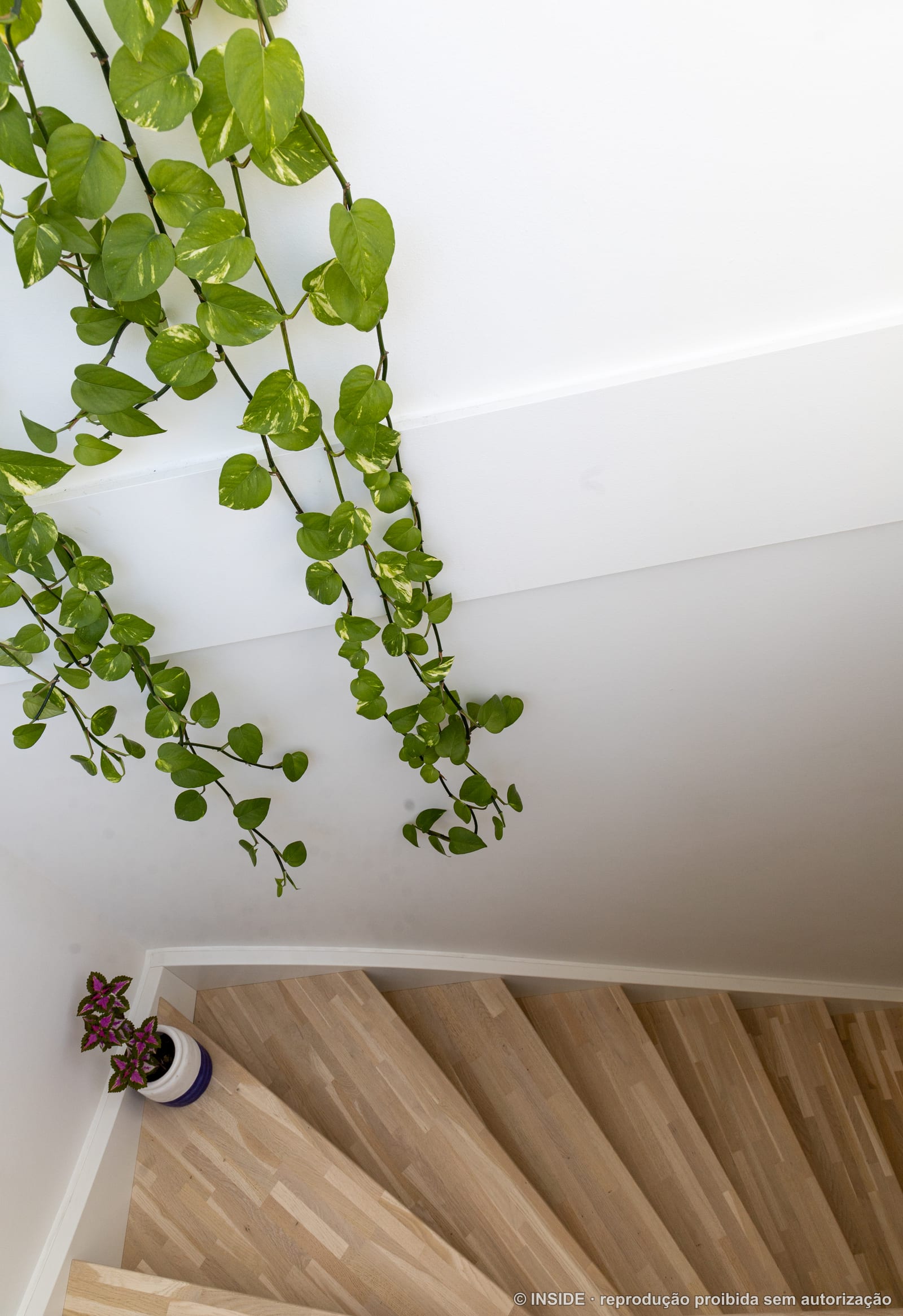 Detalhe de planta pendente descendo pela parede branca junto ao teto, projeto INSIDE em Copenhague, 2022